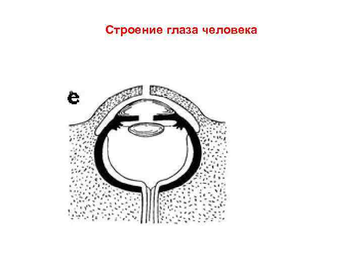 Строение глаза человека 