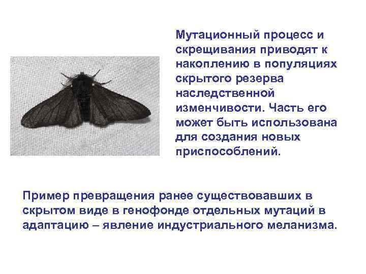 Мутационный процесс и скрещивания приводят к накоплению в популяциях скрытого резерва наследственной изменчивости. Часть