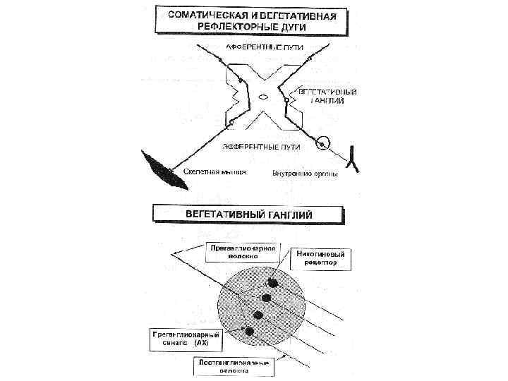 Симпатическая и парасимпатическая рефлекторная дуга схема