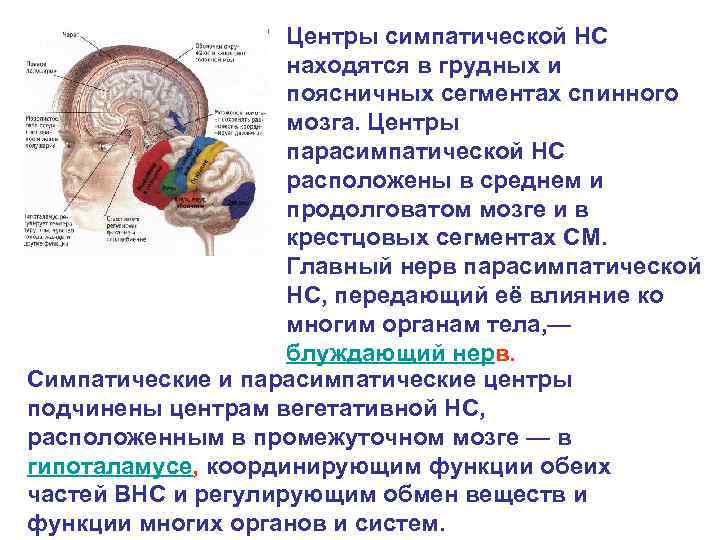 Центры симпатической НС находятся в грудных и поясничных сегментах спинного мозга. Центры парасимпатической НС