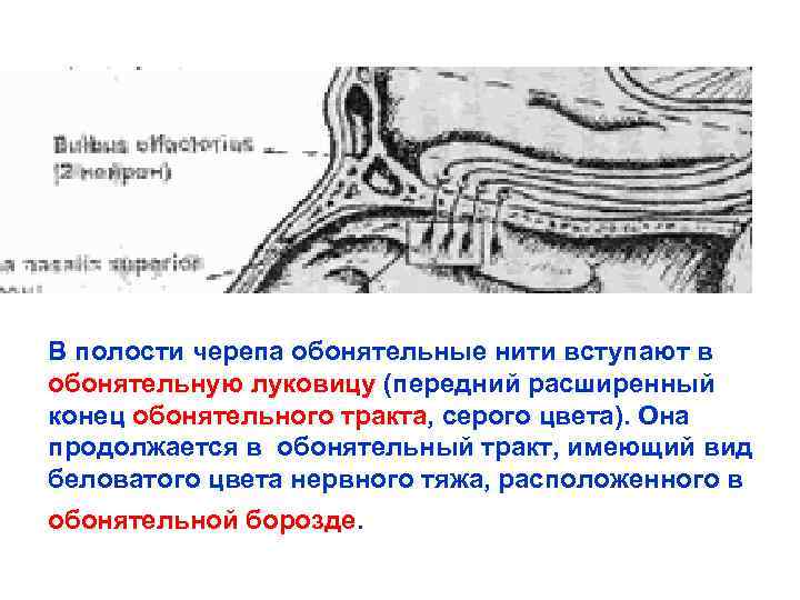 Схема обонятельного нерва ход