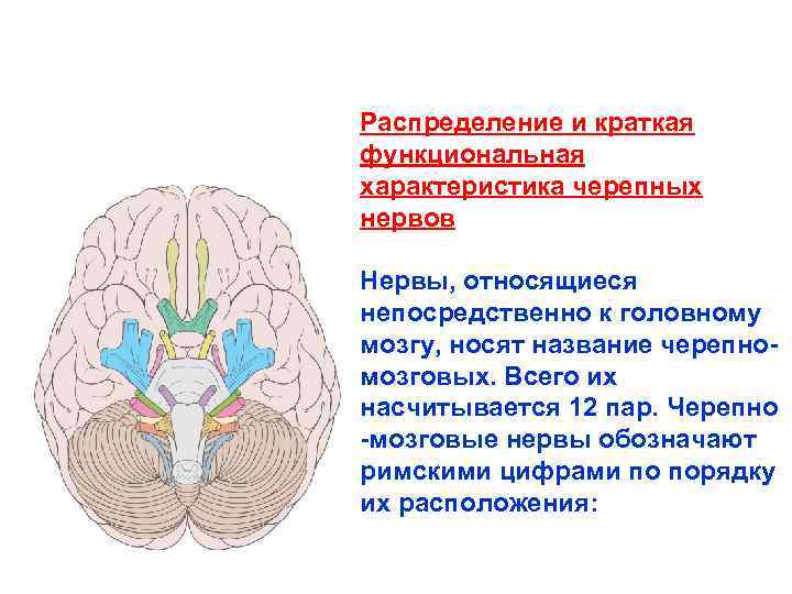 Характеристика 12 пар черепных нервов. Головной мозг 12 пар черепно мозговых нервов.