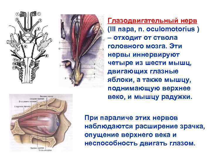 Глазодвигательный нерв мышцы. Зрительный нерв и глазодвигательного нерв. Глазодвигательный нерв (n. oculomotorius) иннервирует мышцу глаза:.