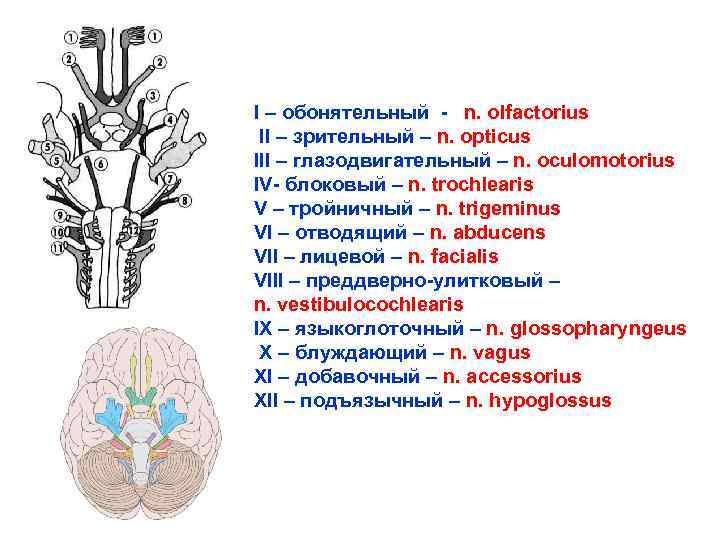Черепные нервы относят. 12 Пар черепных нервов схема. Черепно-мозговые нервы 12 пар анатомия. Ядра черепно мозговых нервов названия. Обонятельные Черепные нервы ядра.