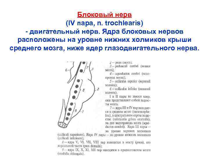 Блоковый нерв (IV пара, n. trochlearis) - двигательный нерв. Ядра блоковых нервов расположены на