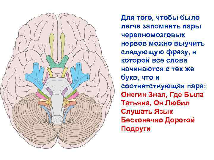 11 черепной нерв. 9 И 12 пара черепных нервов. 12 Пар черепных нервов схема. 11 12 Черепно мозговых нервов. 12 Пар черепных нервов анатомия.