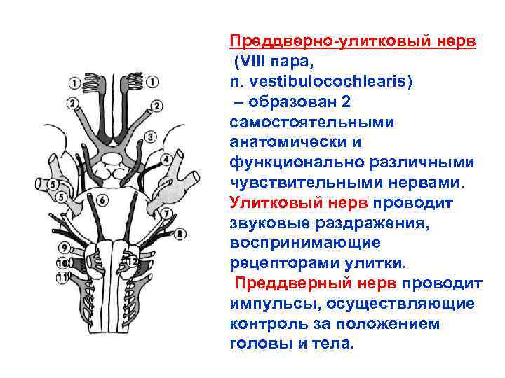 Преддверно-улитковый нерв (VIII пара, n. vestibulocochlearis) – образован 2 самостоятельными анатомически и функционально различными