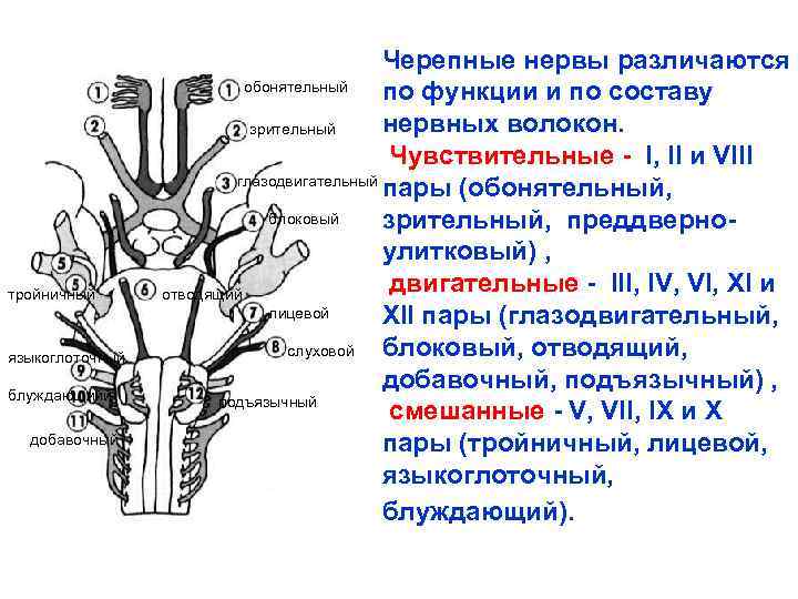 тройничный языкоглоточный блуждающийй добавочный Черепные нервы различаются обонятельный по функции и по составу нервных