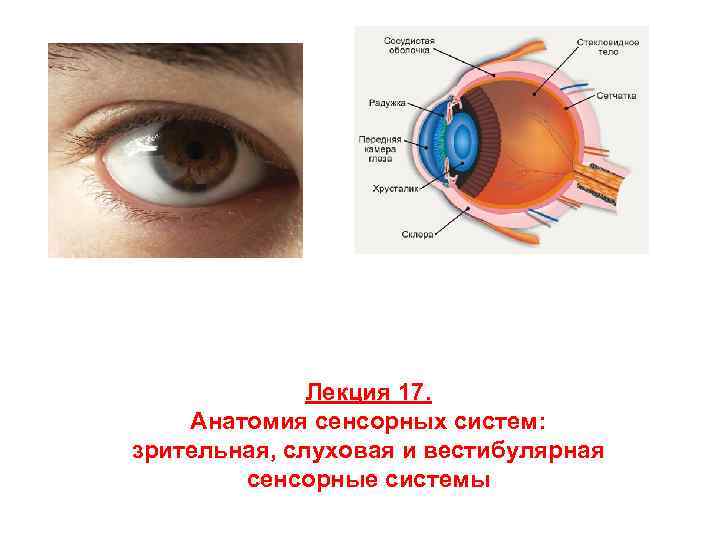 Общий план строения зрительной сенсорной системы