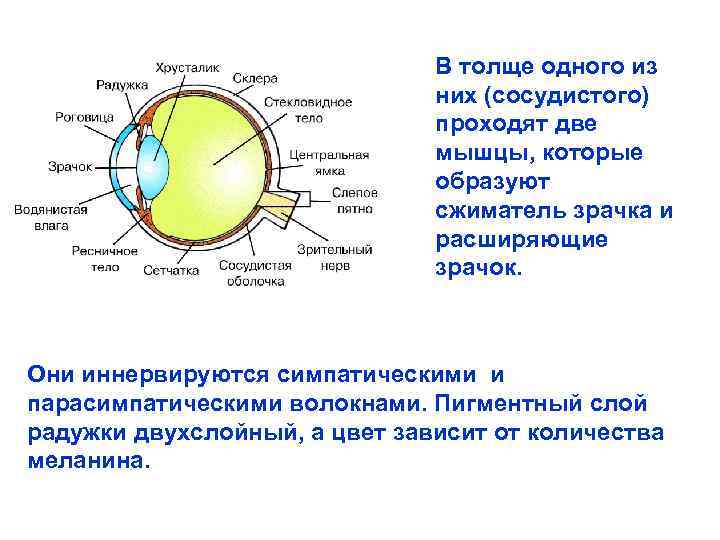 В толще одного из них (сосудистого) проходят две мышцы, которые образуют сжиматель зрачка и