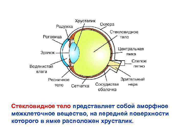 Хрусталик на схеме