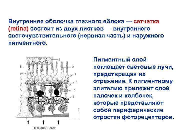 Внутренняя оболочка глазного яблока — сетчатка (retina) состоит из двух листков — внутреннего светочувствительного