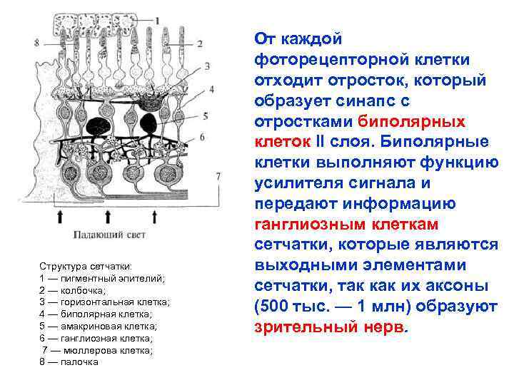 Структура сетчатки