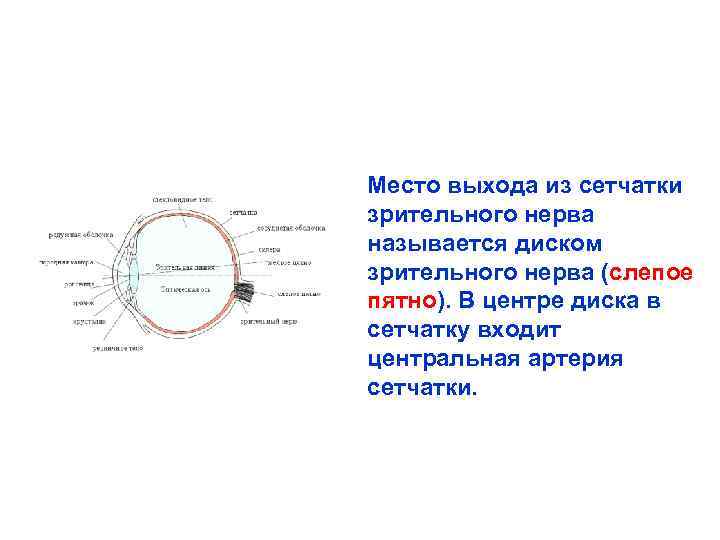 Место выхода в свет. Место выхода зрительного нерва из глазного яблока называется. Местовызода зрительного нерва. Место выхода зрительного нерва из сетчатки. Слепое пятно – место выхода зрительного нерва из сетчатки,.