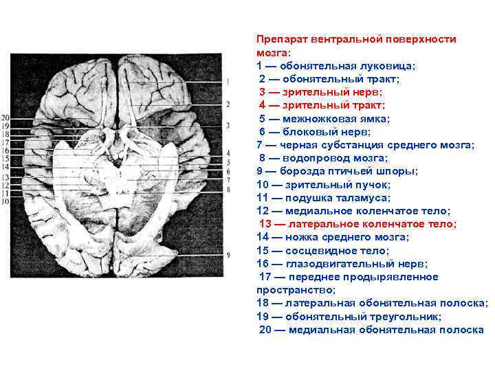 Препарат вентральной поверхности мозга: 1 — обонятельная луковица; 2 — обонятельный тракт; 3 —