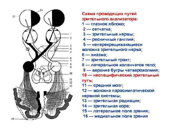 Схема зрительного анализатора с подписями