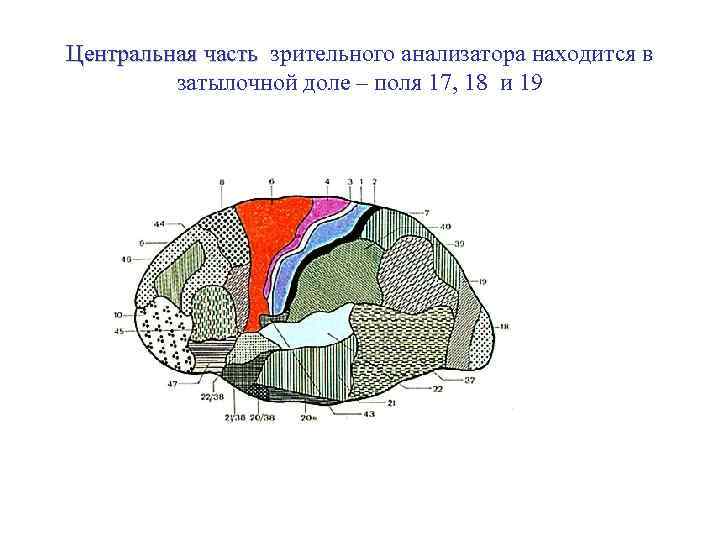 Расположено в центральной части