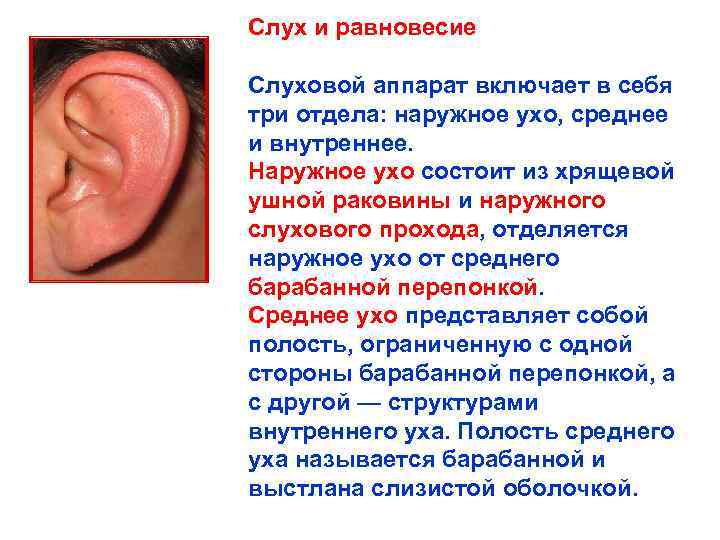 Слух и равновесие Слуховой аппарат включает в себя три отдела: наружное ухо, среднее и