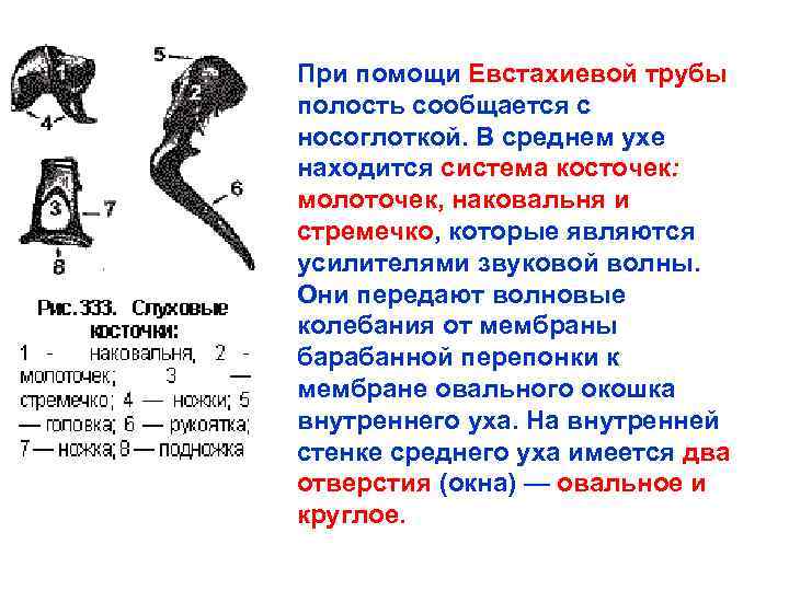 При помощи Евстахиевой трубы полость сообщается с носоглоткой. В среднем ухе находится система косточек: