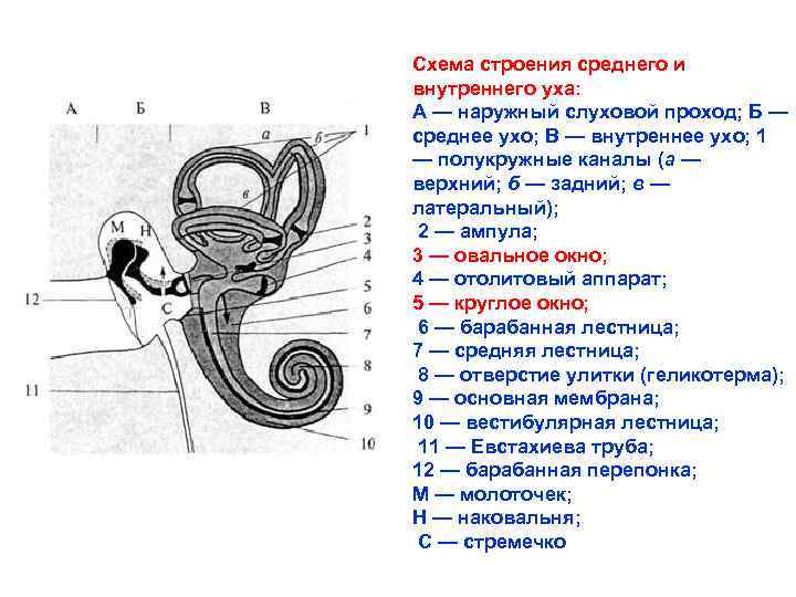 Строение уха человека схема с описанием внутреннее