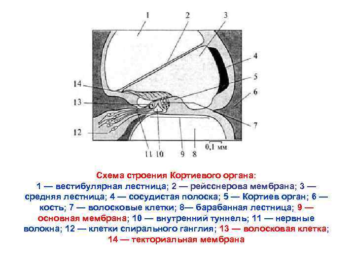 Схема строения Кортиевого органа: 1 — вестибулярная лестница; 2 — рейсснерова мембрана; 3 —
