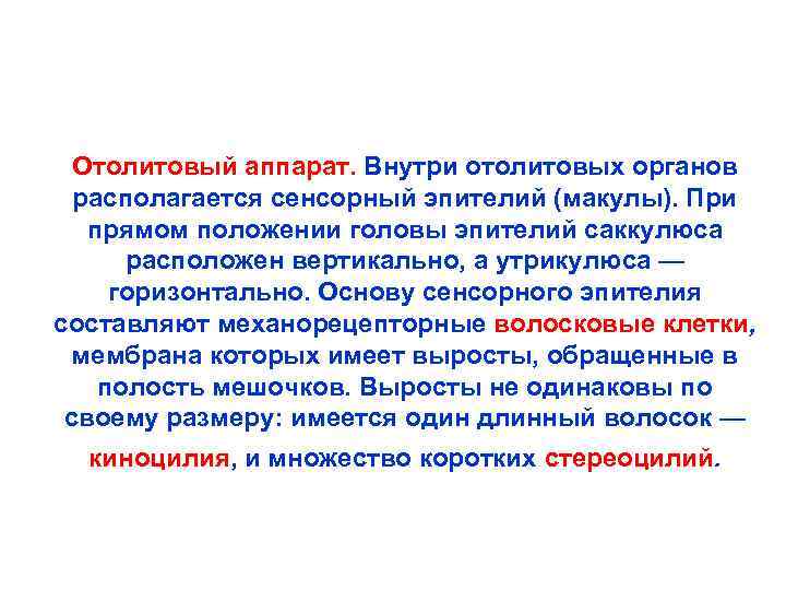 Отолитовый аппарат. Внутри отолитовых органов располагается сенсорный эпителий (макулы). При прямом положении головы эпителий