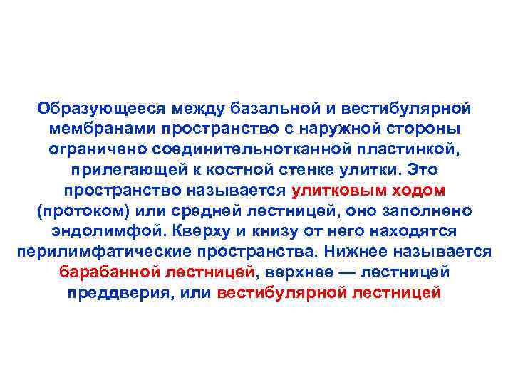 Образующееся между базальной и вестибулярной мембранами пространство с наружной стороны ограничено соединительнотканной пластинкой, прилегающей