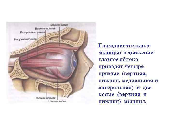 Глазодвигательные мышцы: в движение глазное яблоко приводят четыре прямые (верхняя, нижняя, медиальная и латеральная)