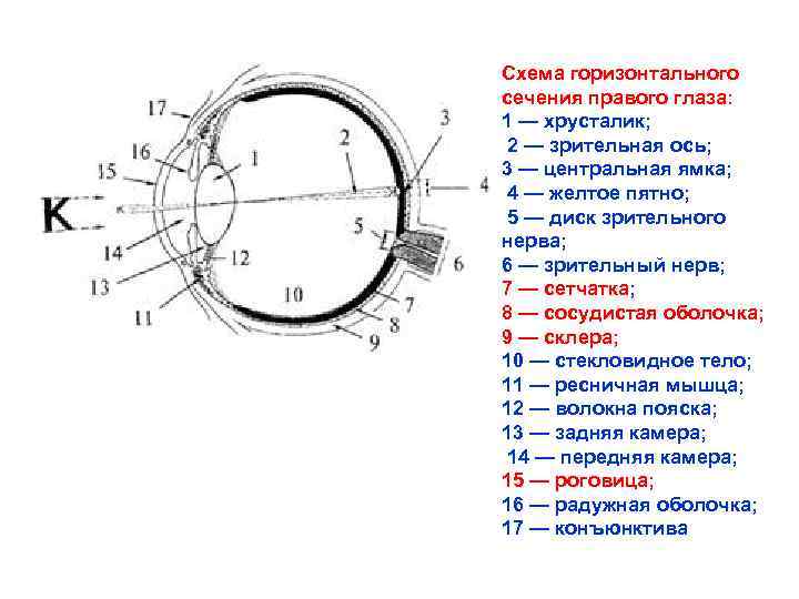 Схема горизонтального сечения правого глаза: 1 — хрусталик; 2 — зрительная ось; 3 —