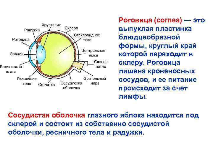 Функции роговицы глаза