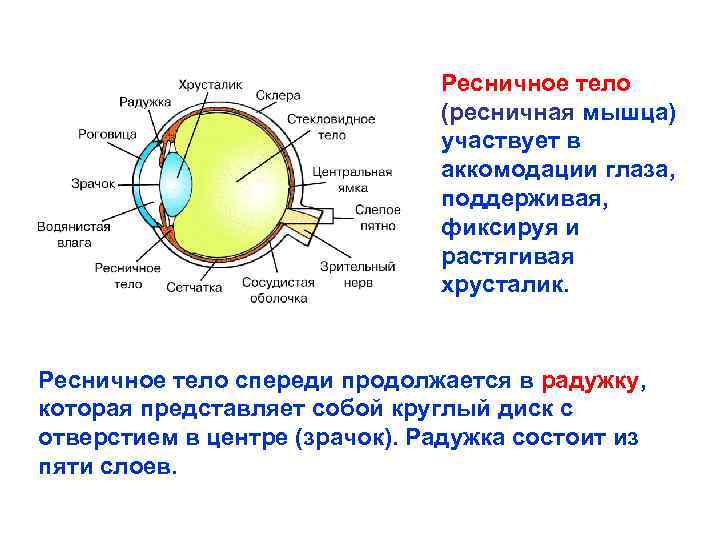 Зрительная сенсорная система картинки