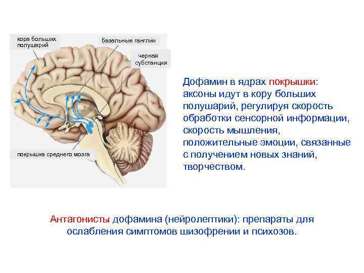 кора больших полушарий базальные ганглии черная субстанция покрышка среднего мозга Дофамин в ядрах покрышки:
