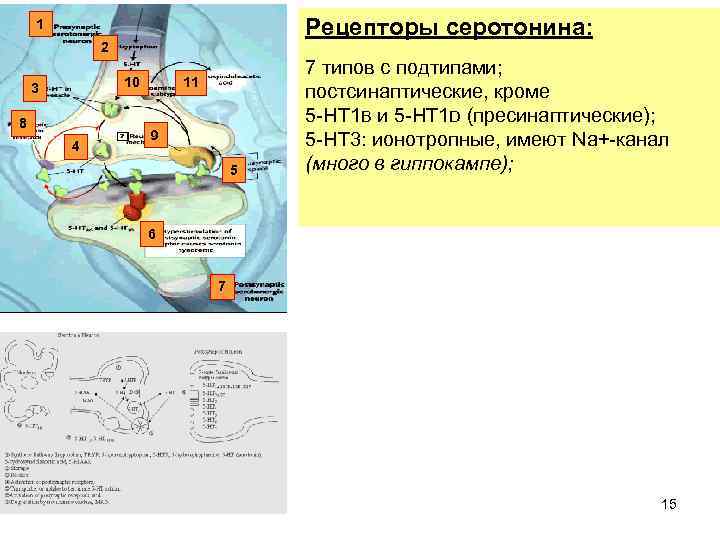 Рецепторы серотонина: 1 2 10 3 8 4 11 9 5 7 типов с