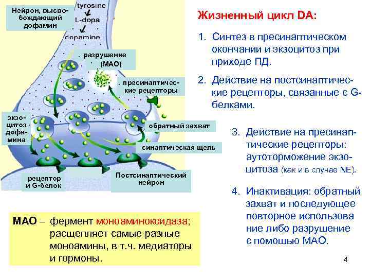 Нейрон, высвобождающий дофамин . . Жизненный цикл DA: . . разрушение. . (МАО). .