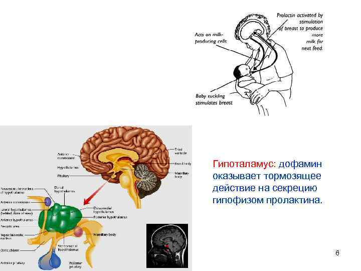 Болезни связанные с мозгом