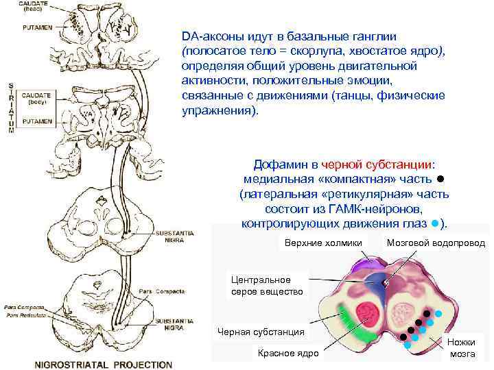 DA-аксоны идут в базальные ганглии (полосатое тело = скорлупа, хвостатое ядро), определяя общий уровень