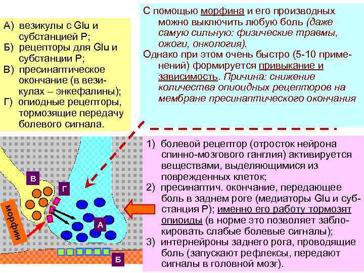 Везикулы с нейромедиаторами. Субстанция р механизм действия. Гистамин нейромедиатор ЦНС. Субстанция п медиатор. Рецепторы субстанции p.