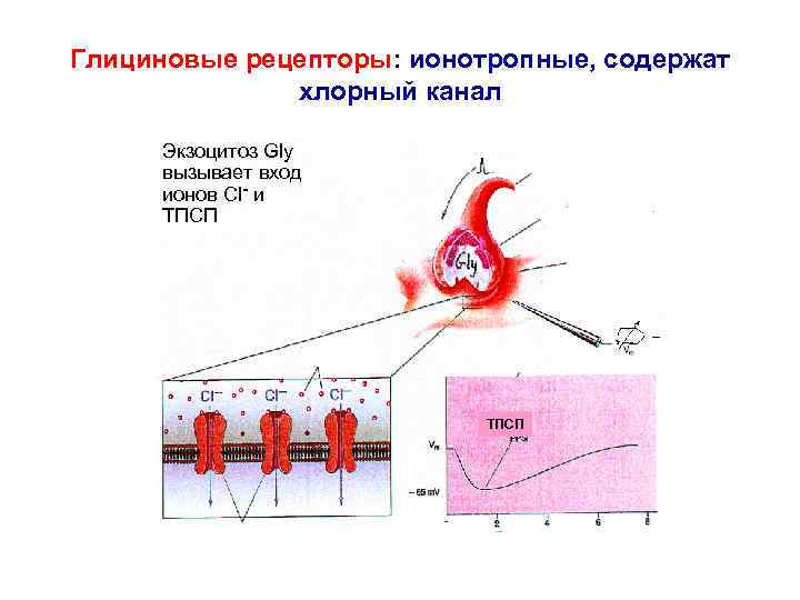 Глицин биотредин схема