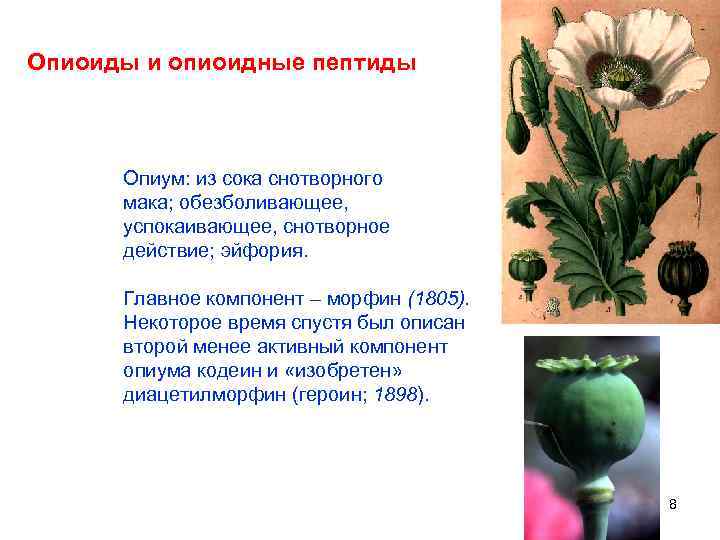 Опиоиды и опиоидные пептиды Опиум: из сока снотворного мака; обезболивающее, успокаивающее, снотворное действие; эйфория.