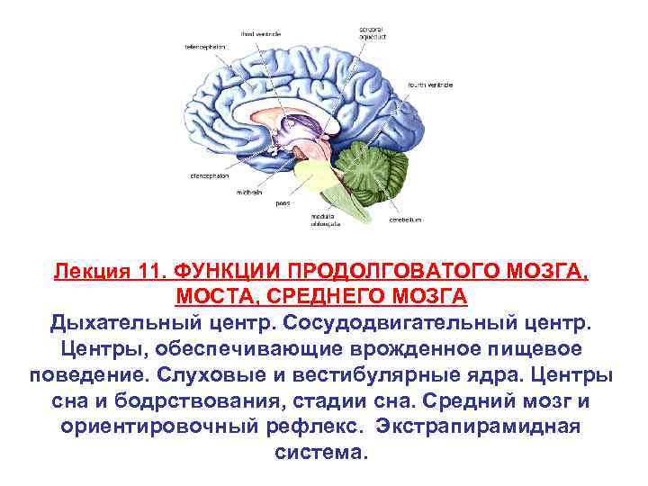 Функции моста и среднего мозга. Пищевые центры в продолговатом мозге функции. Функции сосудодвигательного центра продолговатого мозга. Сосудисто двигательный центр продолговатого мозга. Функции центров продолговатого мозга.