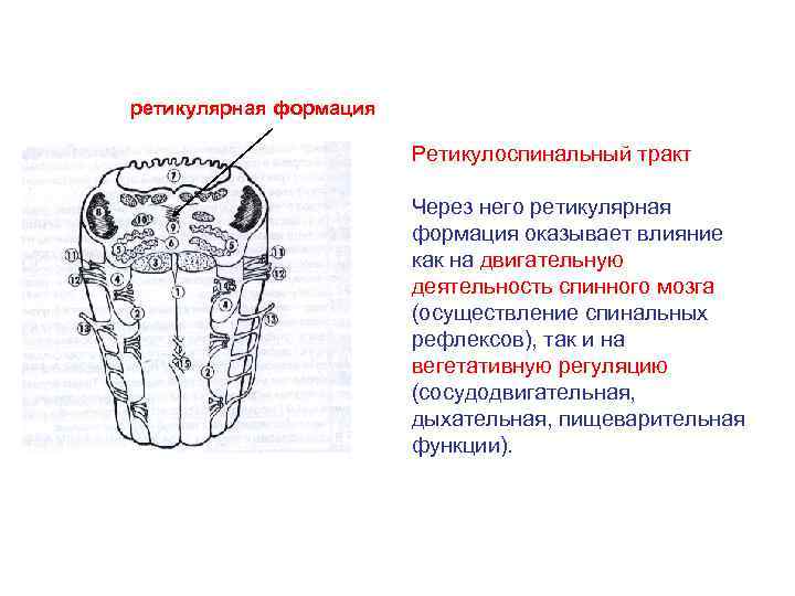 Ретикулярная формация презентация