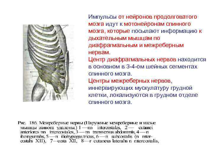 Импульсы от нейронов продолговатого мозга идут к мотонейронам спинного мозга, которые посылают информацию к