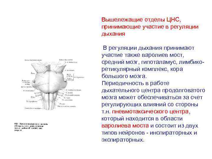 Регуляция продолговатого мозга. Регуляция варолиев моста. Варолиев мост функции дыхание. Варолиев мост центры регуляции. Вышележащие отделы продолговатого мозга.