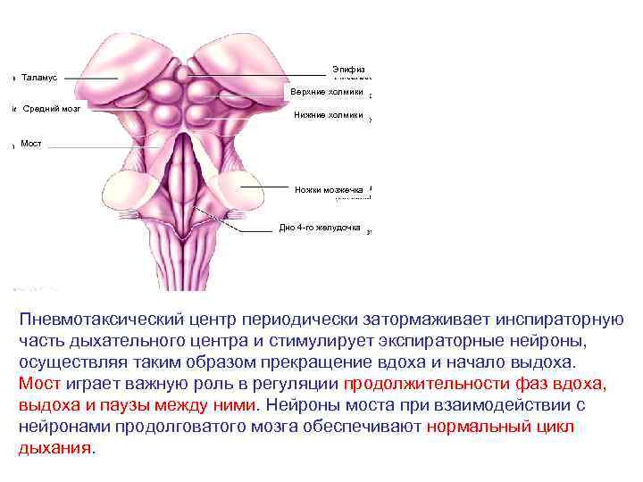 Таламус Эпифиз Верхние холмики Средний мозг Нижние холмики Мост Ножки мозжечка Дно 4 -го
