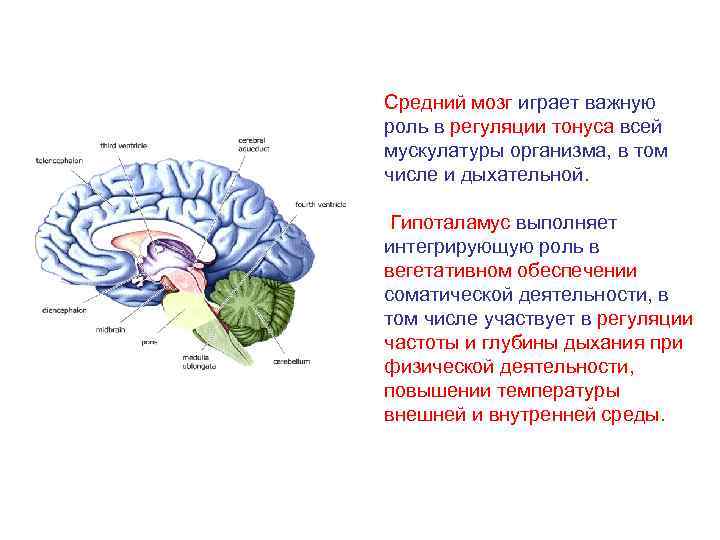 Функции моста и среднего мозга