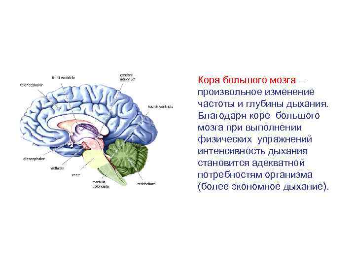 Кора большого мозга – произвольное изменение частоты и глубины дыхания. Благодаря коре большого мозга