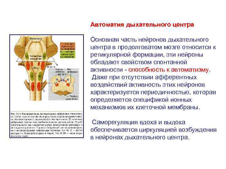 Дыхательный центр продолговатого мозга. Механизмы автоматии дыхательного центра. Дыхательный центр автоматия дыхательного центра. Что такое автоматия в регуляции дыхания?. Автоматия нейронов дыхательного центра.