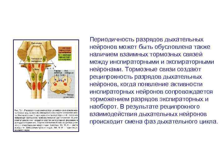 Периодичность разрядов дыхательных нейронов может быть обусловлена также наличием взаимных тормозных связей между инспираторными