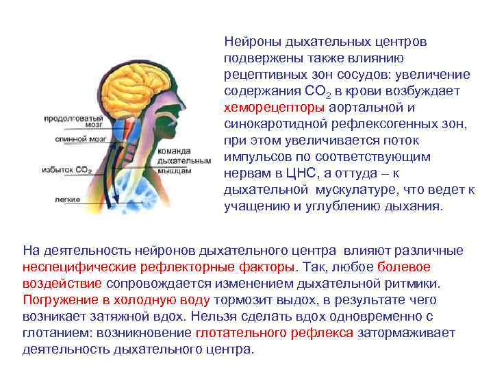 Нейроны дыхательного центра продолговатого мозга. Дыхательный центр продолговатого мозга его функции. Роль продолговатого мозга в дыхании. Функционирование дыхательного центра продолговатого мозга. Дыхательные центры продолговатого мозга и моста.