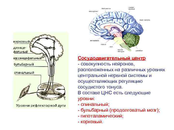 Продолговатый мозг нервные центры регуляции. Сосудисто двигательный центр продолговатого мозга. Сосудодвигательный центр уровни центральной регуляции. Бульбарный отдел сосудодвигательного центра. Корковый отдел сосудодвигательного центра.